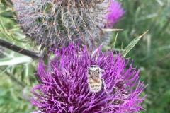 mangia_e_cammina_2018_51